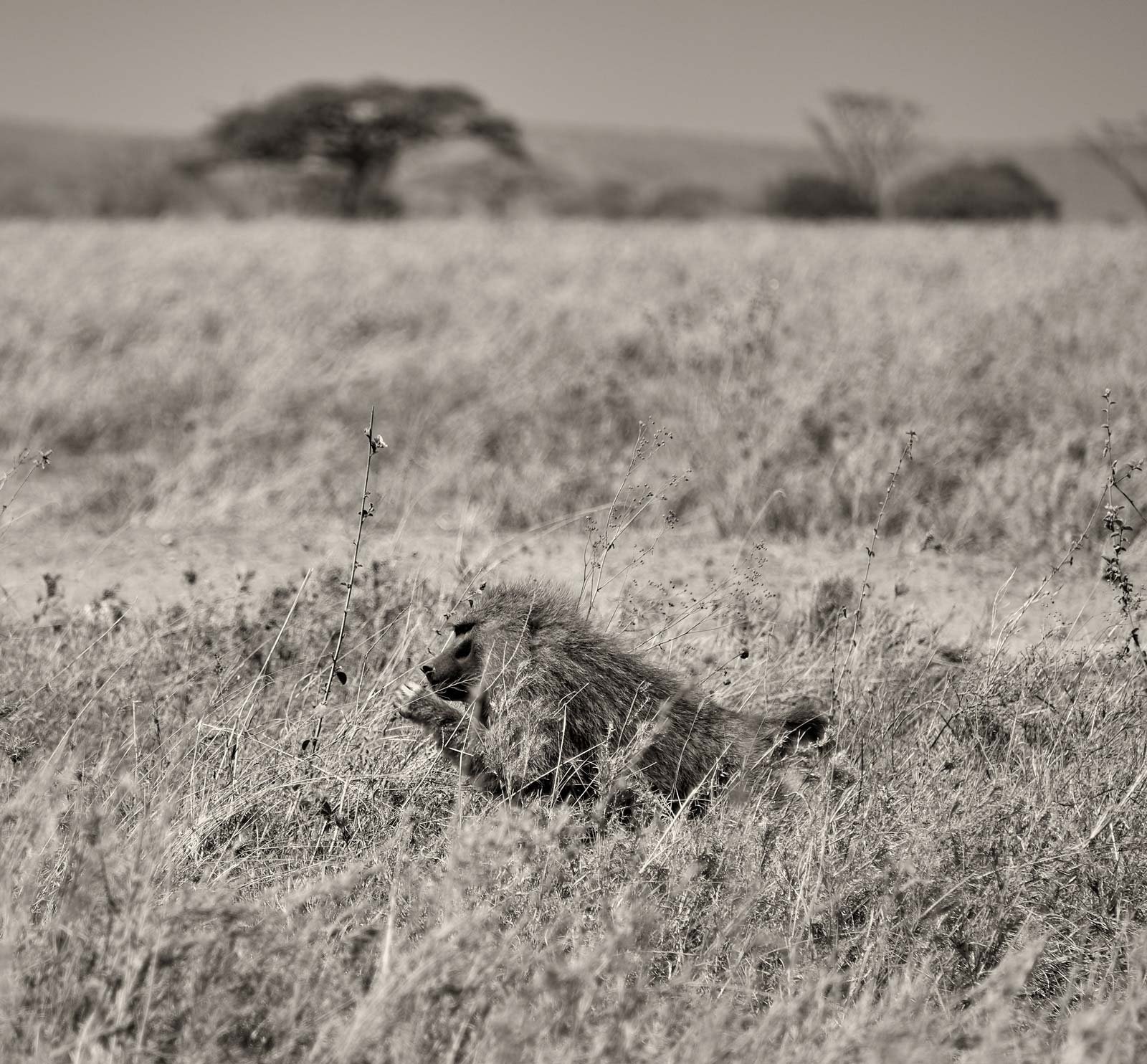 Baboon Serengeti