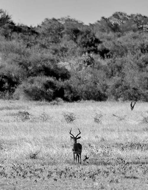 metsaperture Serengeti gazelle