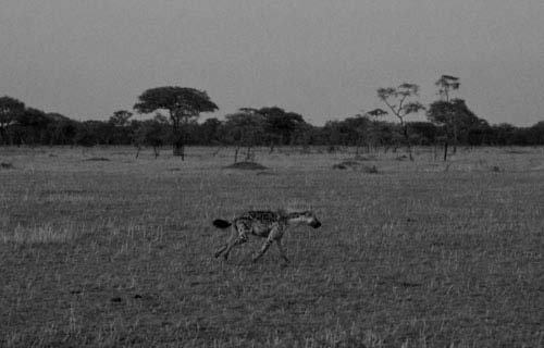 metsaperture Serengeti Hyena