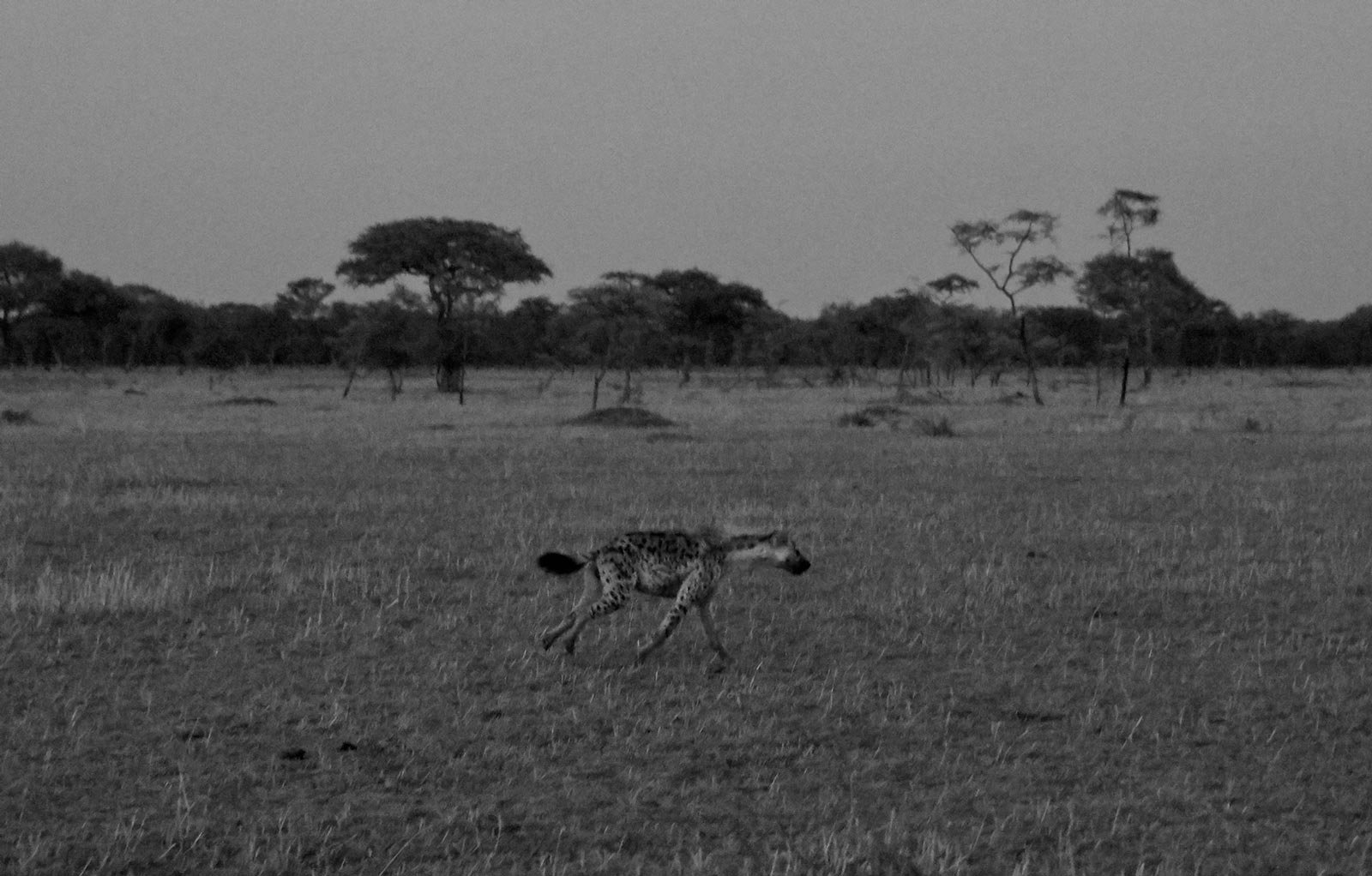 Hyena Serengeti