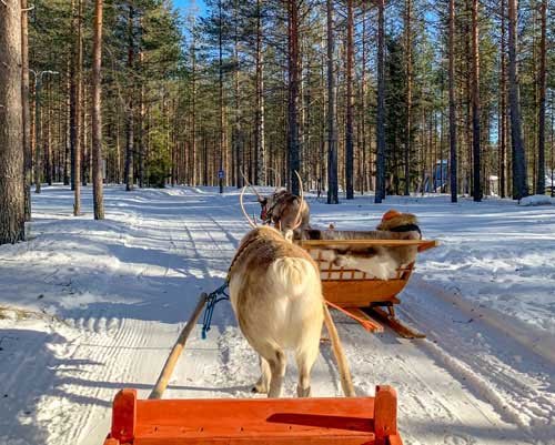metsaperture finland sled deer