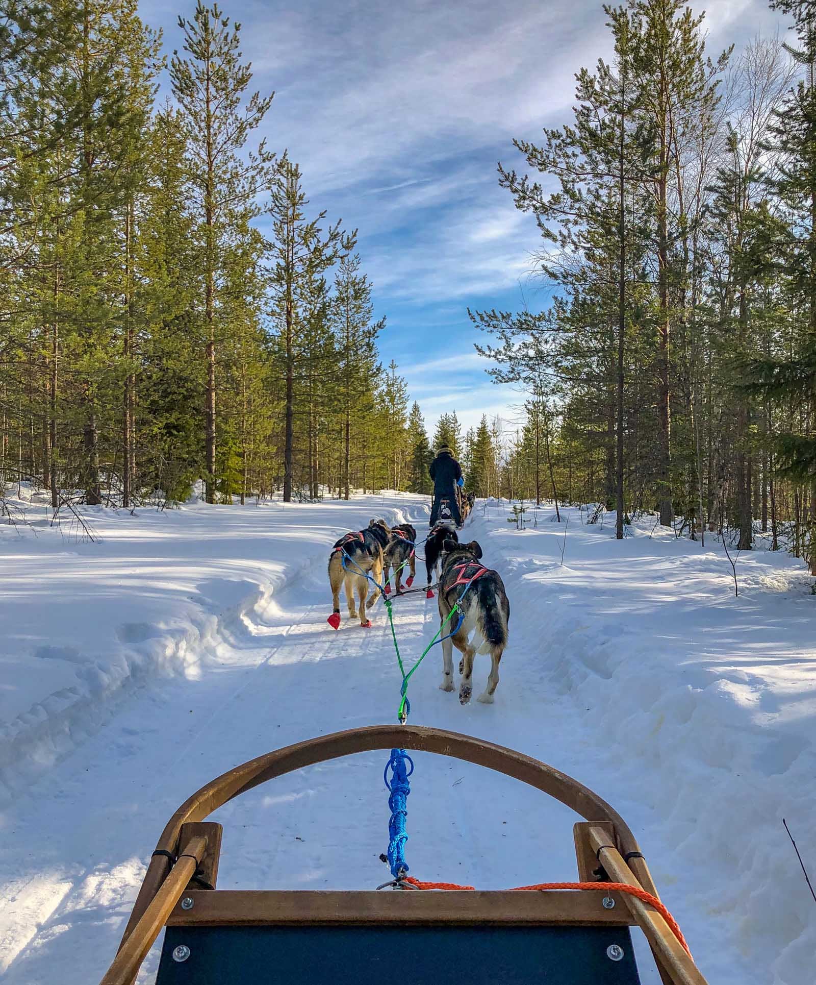 lapland dog sled