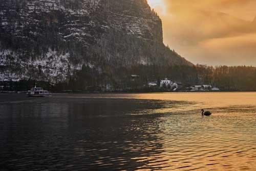 metsaperture hallstatt kuğu gündoğumu