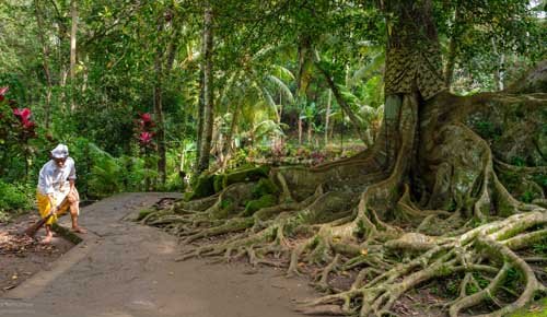 metsaperture bali ubud endonezya fil mağarası ağaç