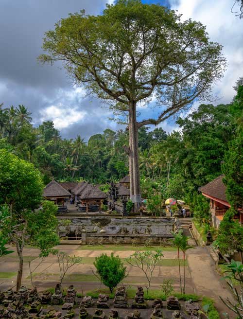 metsaperture bali elephant cave tree