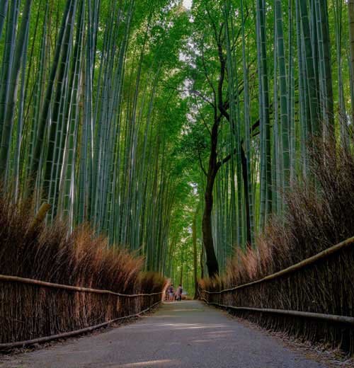 metsaperture arashiyama bamboo ormanı