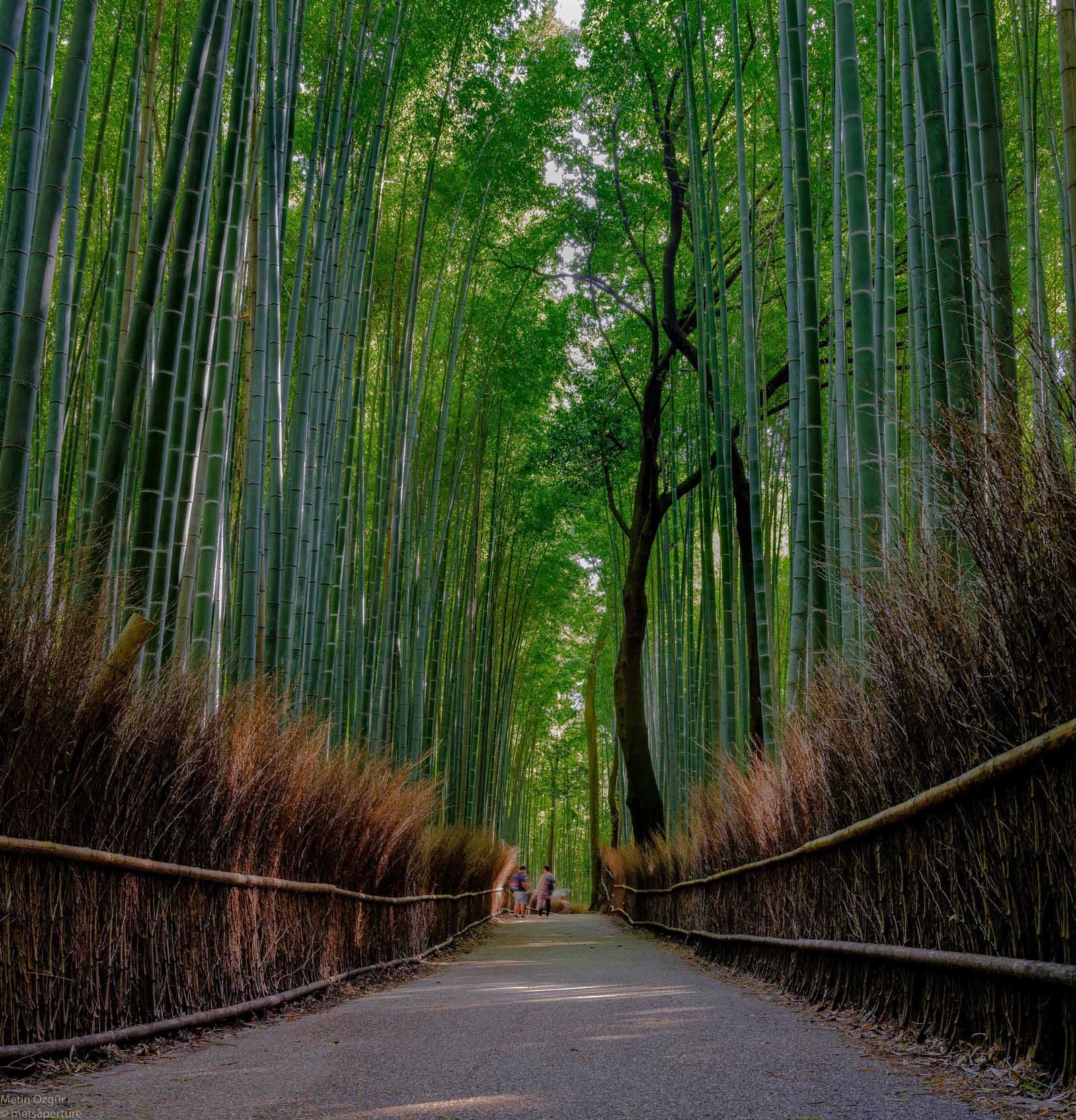 arashiyama bamboo forest kyoto