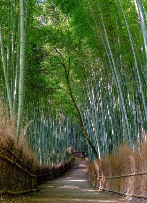 metsaperture arashiyama bamboo ormanı