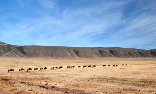 metsaperture Metin Özgür Ngorongoro Tanzania