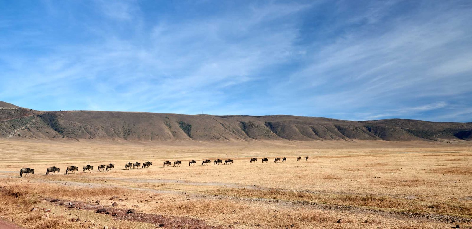 Ngorongoro Wildebeest