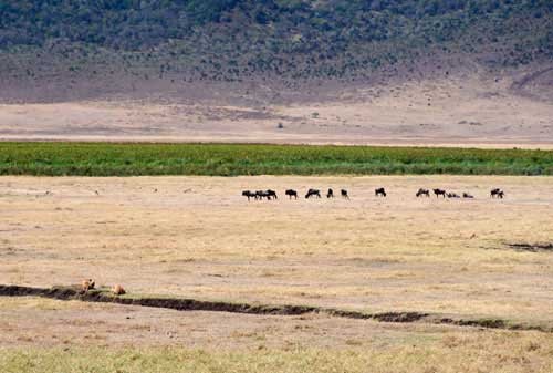 metsaperture Metin Özgür Serengeti Tanzania