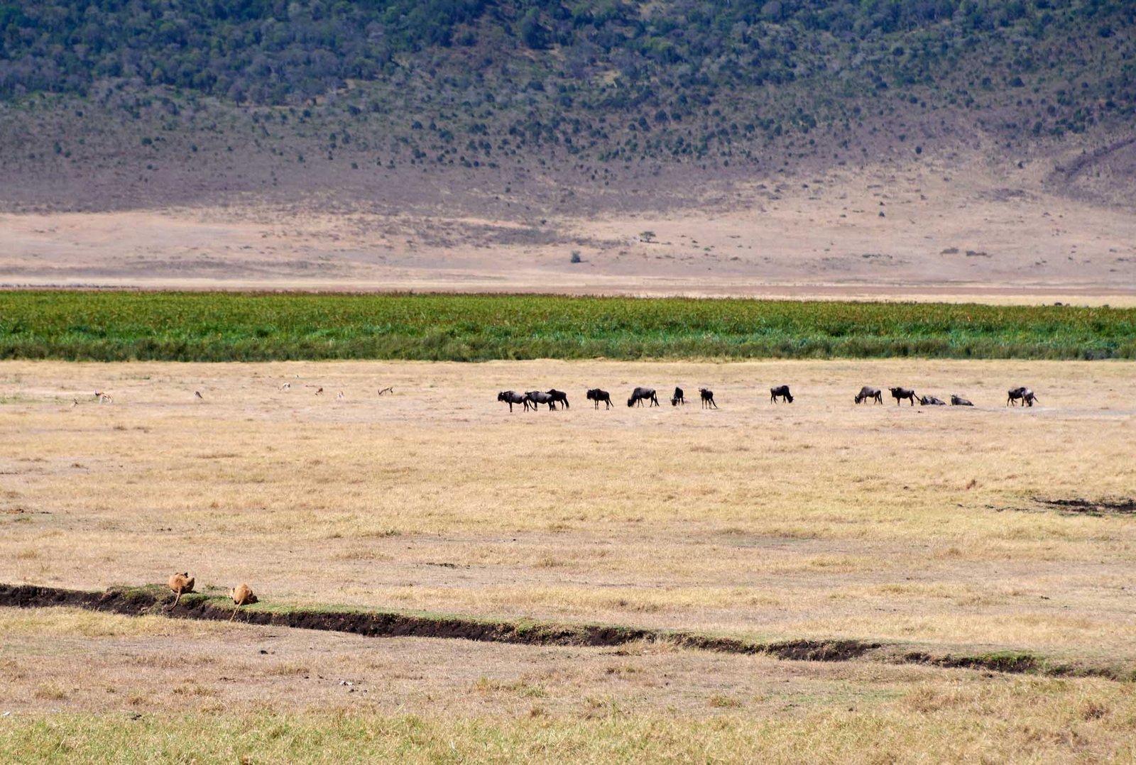 Ngorongoro Crater