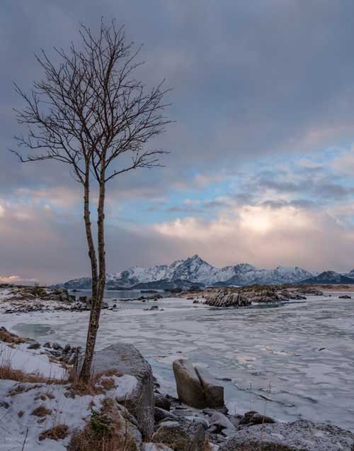 metsaperture Metin Özgür Leknes Lofoten