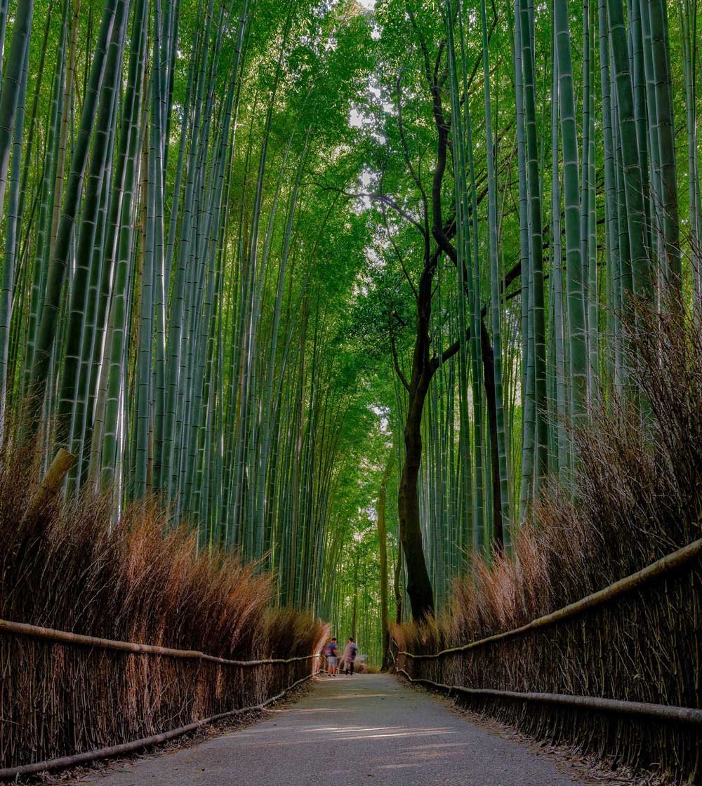 bamboo forest