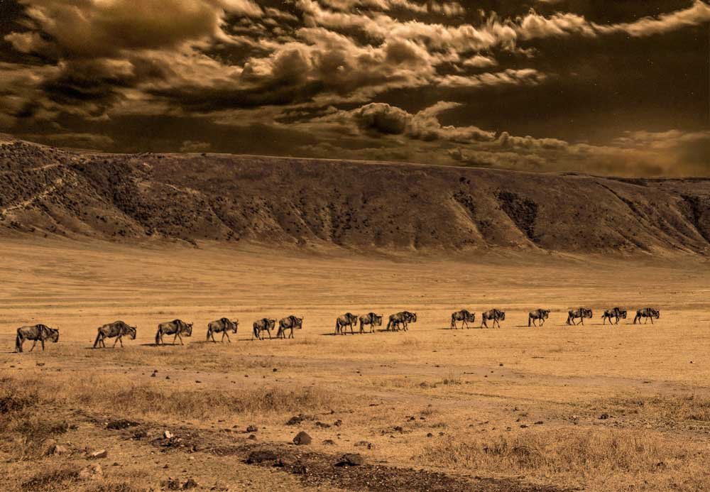 photoshop work ngorongoro