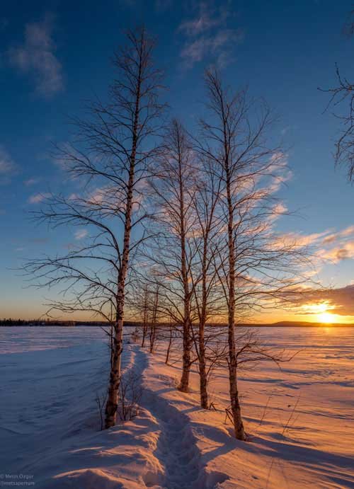 metsaperture Rovaniemi sunrise