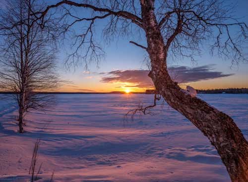 metsaperture Rovaniemi sunrise