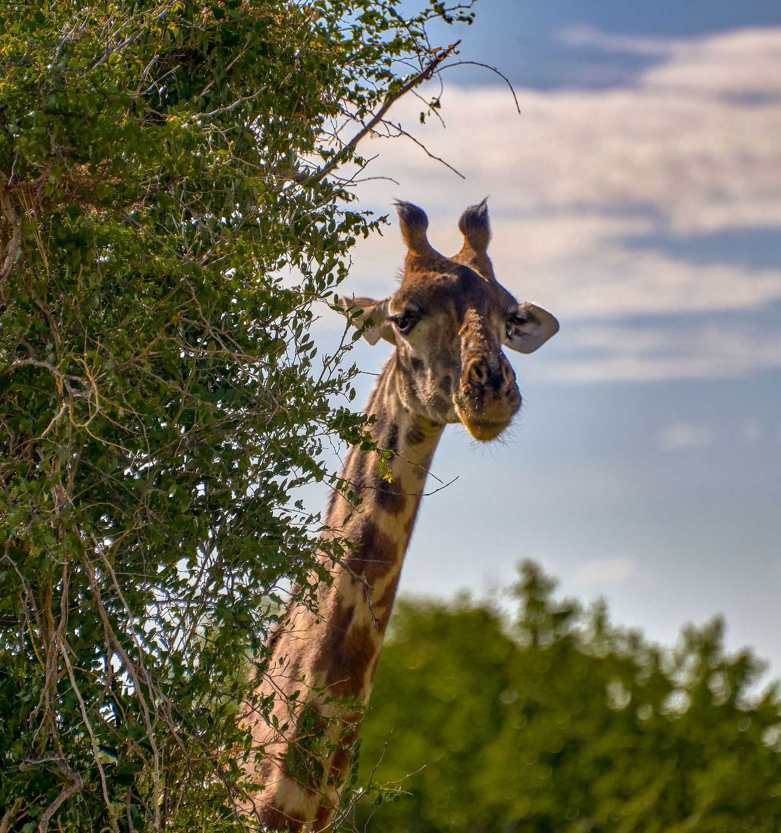 serengeti giraffe