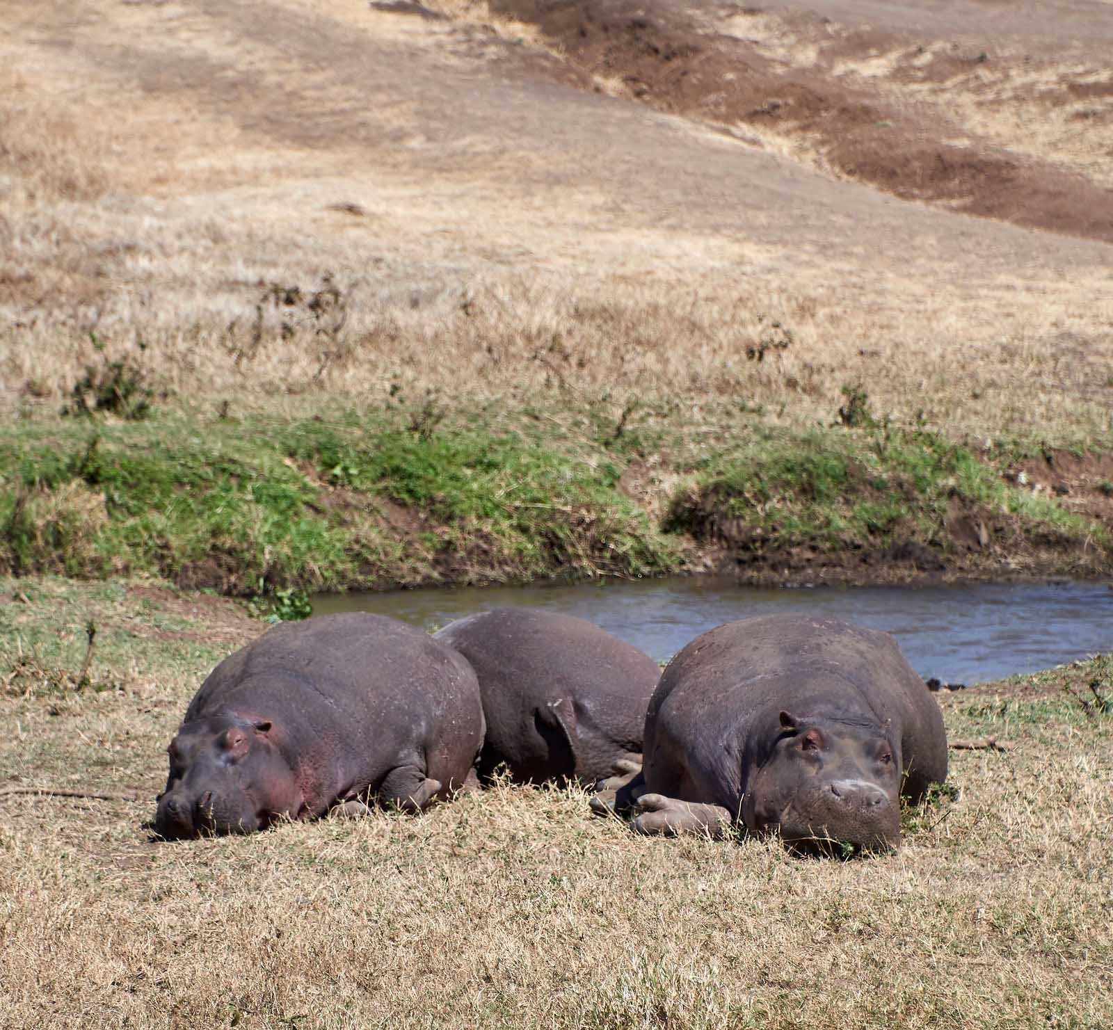 ngorongoro hippo