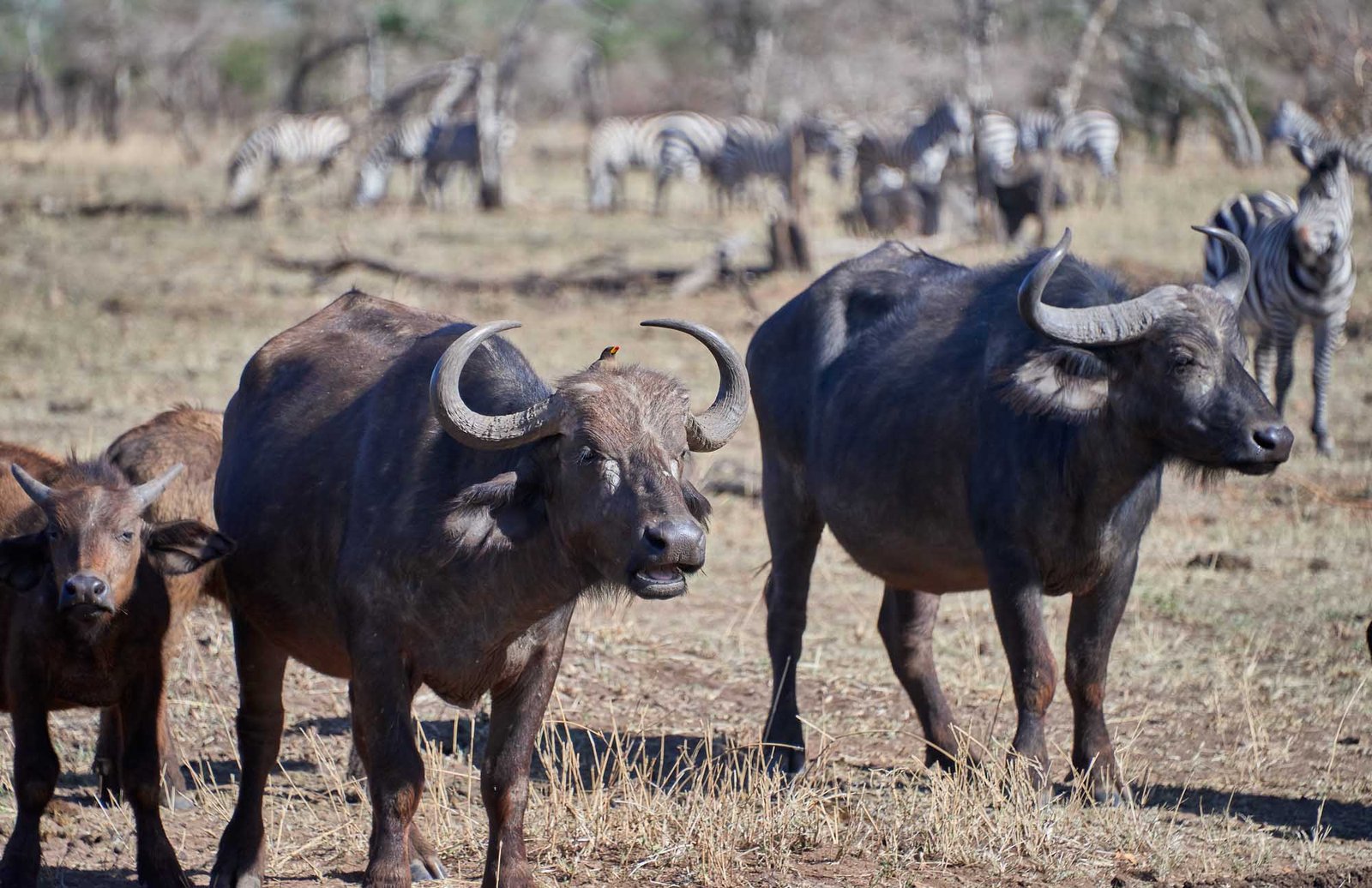 Buffalo