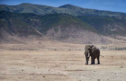 metsaperture elephant