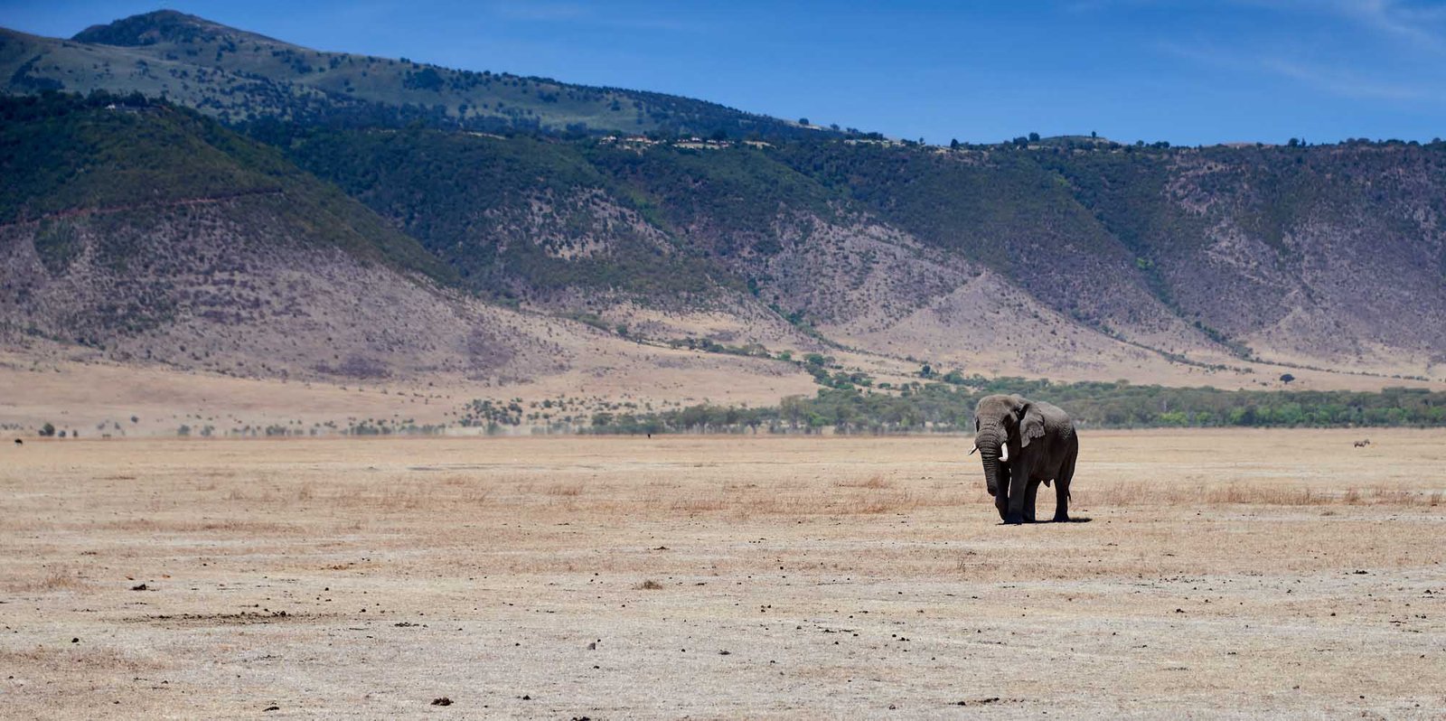 Elephant Cross