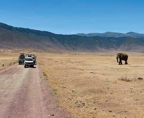 metsaperture elephant land cruiser