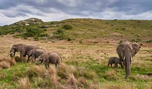 metsaperture elephant family