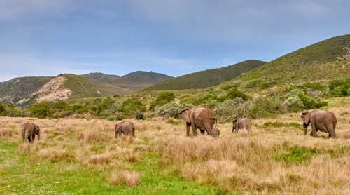 metsaperture elephant