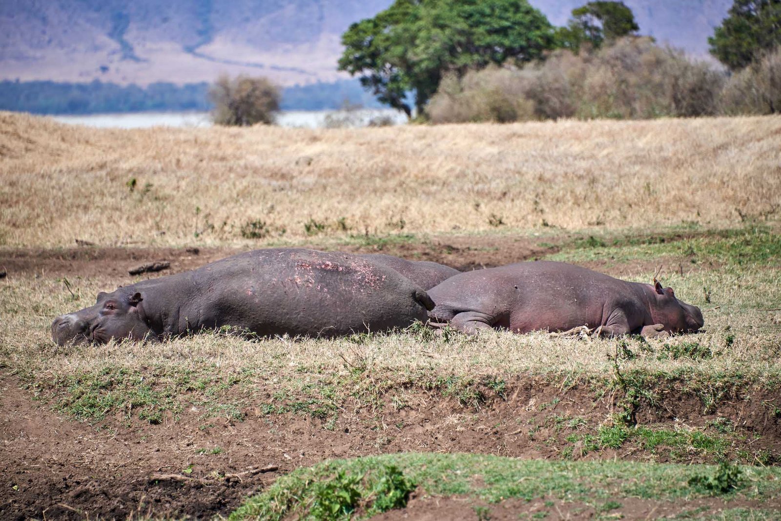 hippo