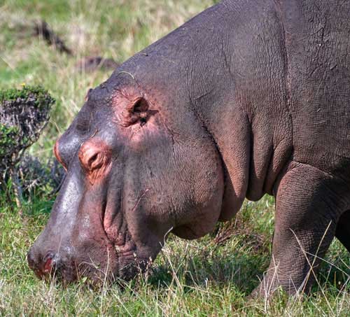 metsaperture hippo