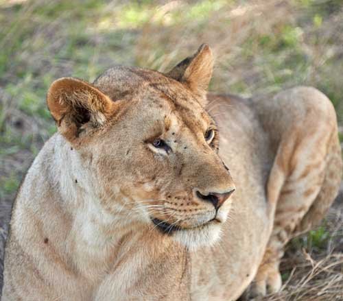 metsaperture lion