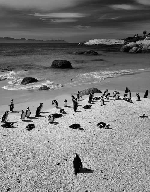 metsaperture penguins