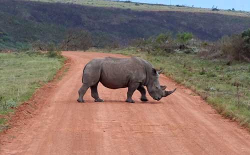 metsaperture rhino
