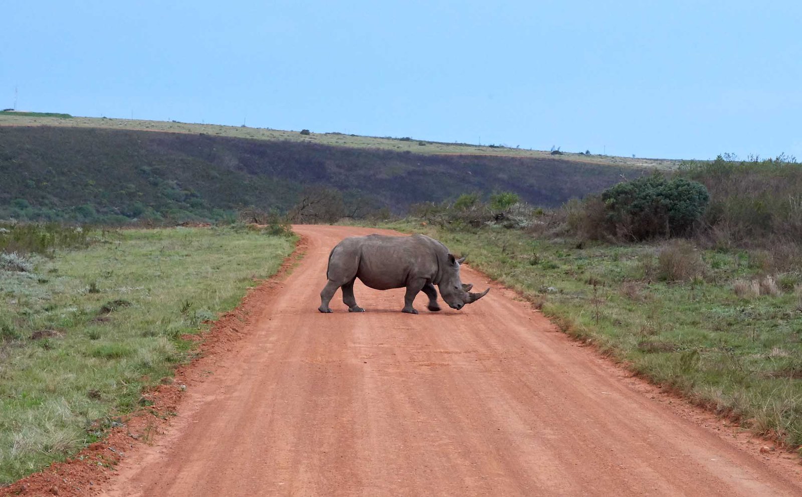 Rhino Cross