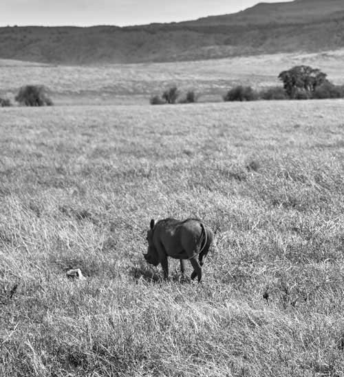 metsaperture wildboar