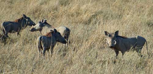metsaperture wildboar
