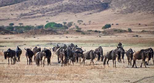 metsaperture herd of wildebeest
