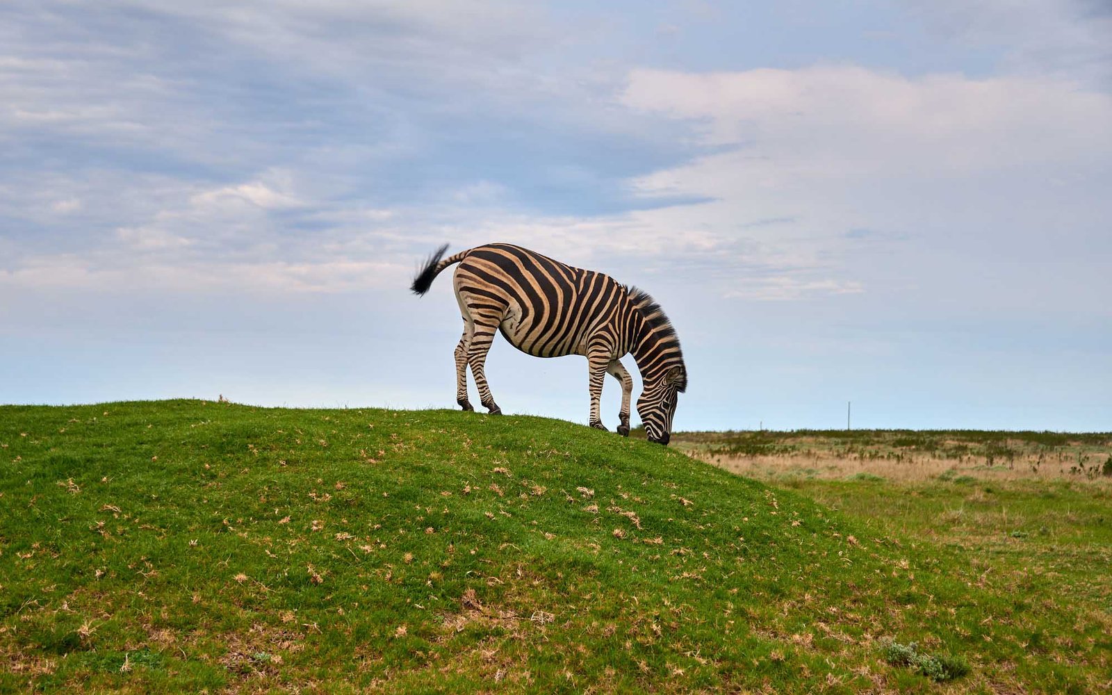 zebra