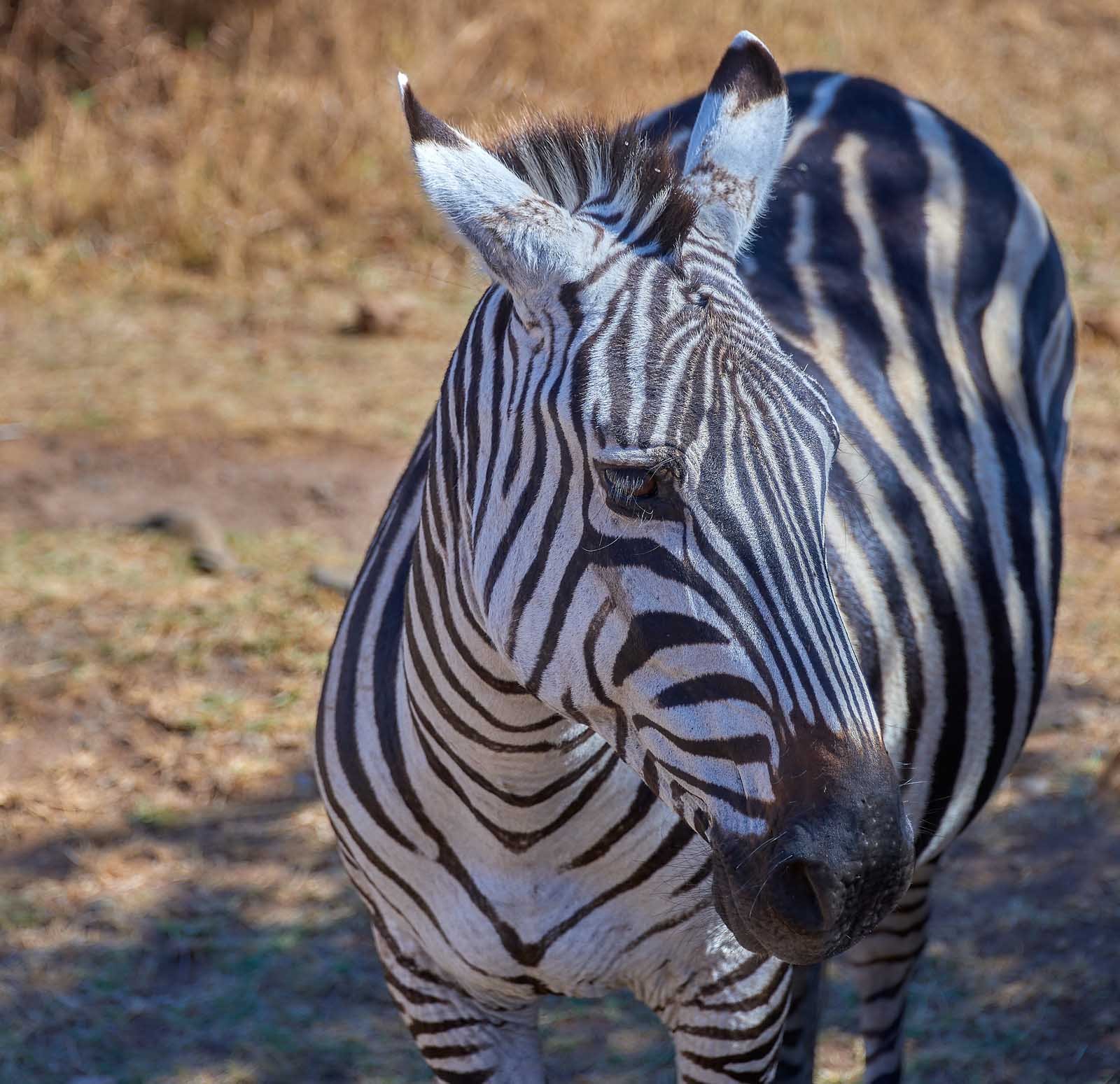 zebra