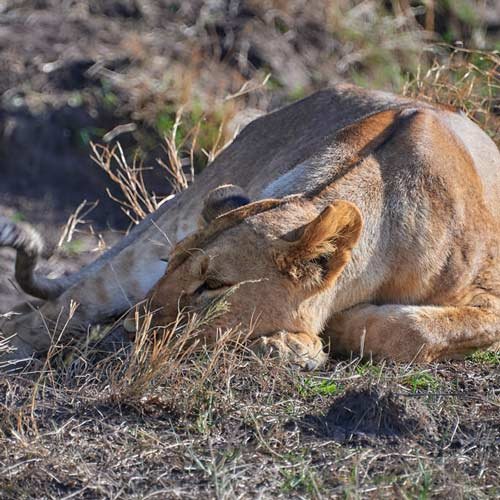 Metin Özgür Wildlife Photography